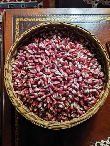 Indigenous Corn Cultivars